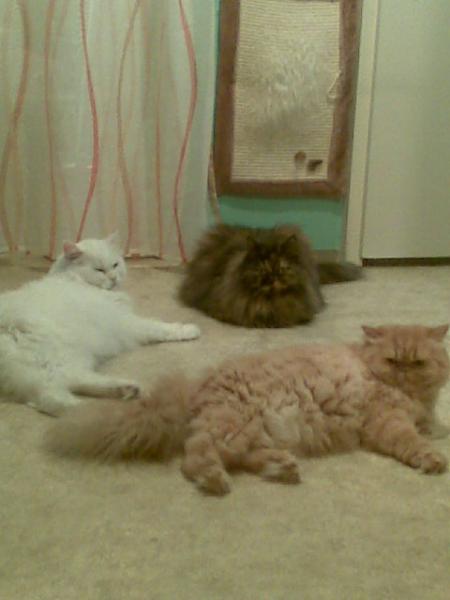 004cicco der weisse kater..........leika die schildpattdame und sissi mein rot-weisses mädel :-))