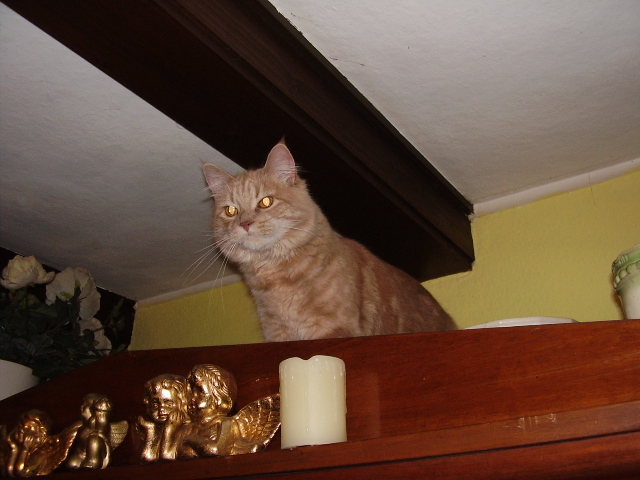 005
ICH BIN DIE GRÖßTE