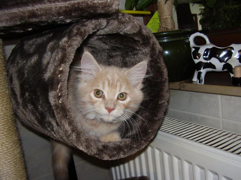 025

STINE geb.am 30.6.2012