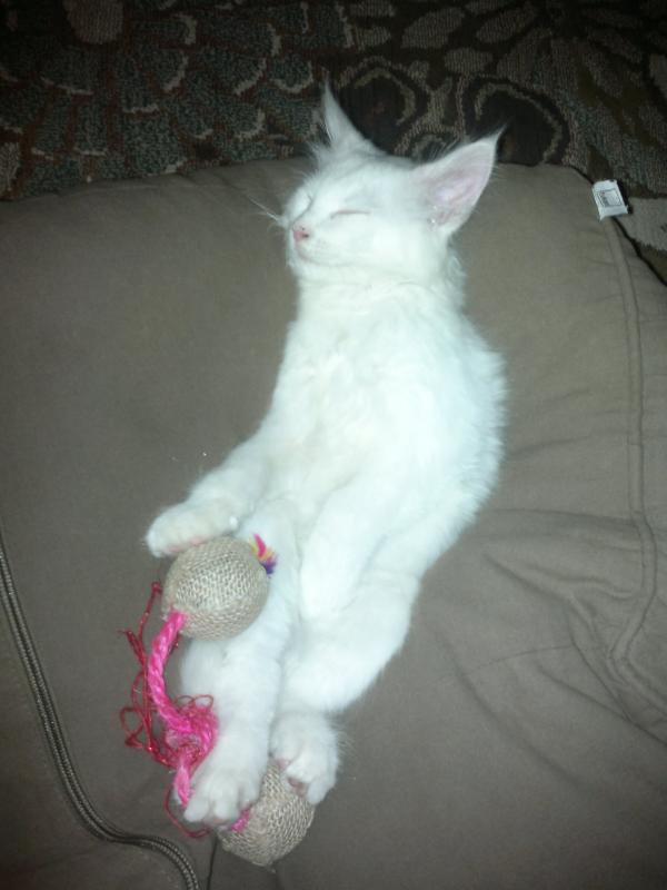 071220171183   Das ist unser Winni mit 12 Wochen