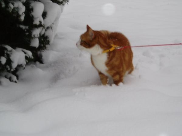 080207 Musashi im Schnee (3) [600x450]