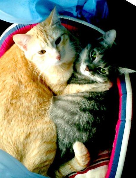 1 eb0a36928497a44b8f3497d41b781e26