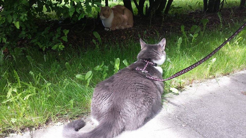 10247280 516122981832674 6271254613837310824 n