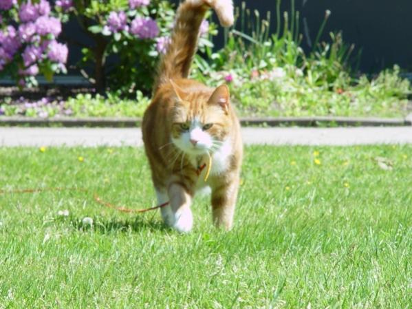 110606 Musashi geht Spazieren (2)