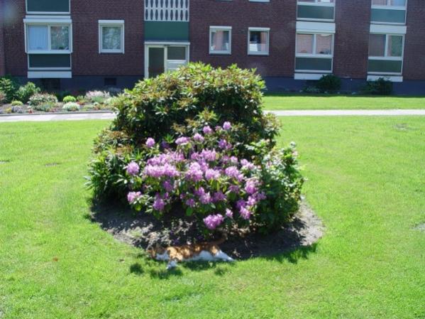 110606 Musashi geht Spazieren (8)