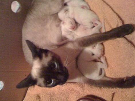 111958795 full,r,470x470 mia mit babys ganz enspannt