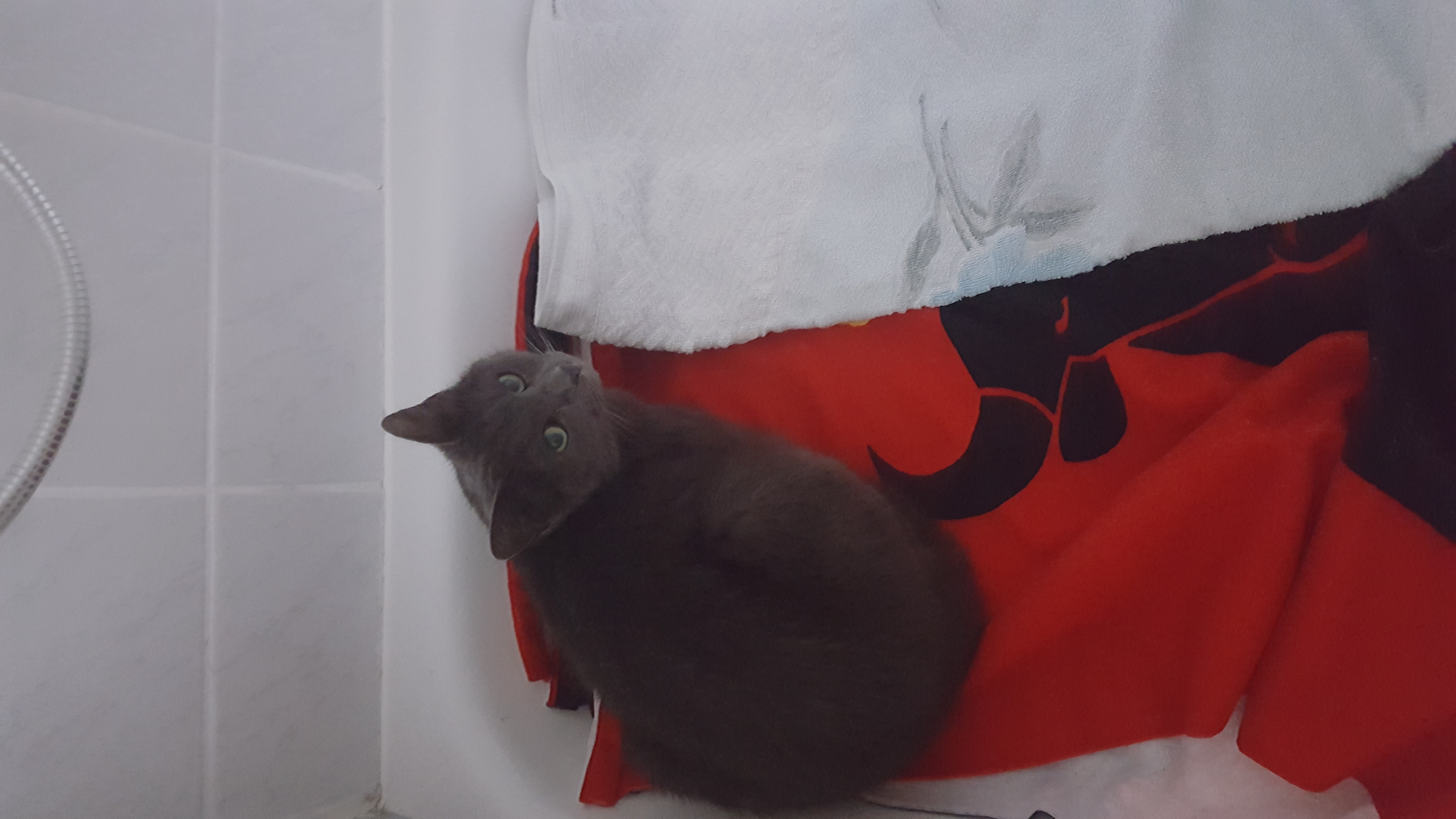 1482756548533361888804