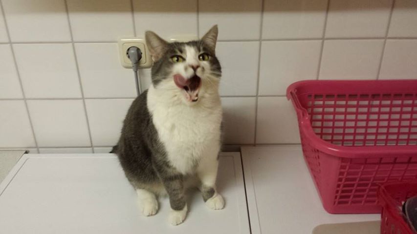 1533860 3780599209880 1042810116 n