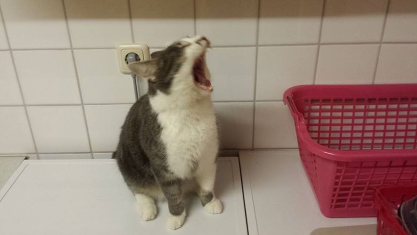 1557480 3780597009825 303292631 n