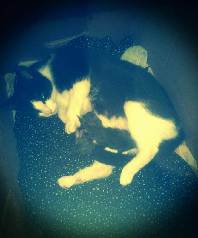 15589936 140750606413370 4676713513706129245 n (1)