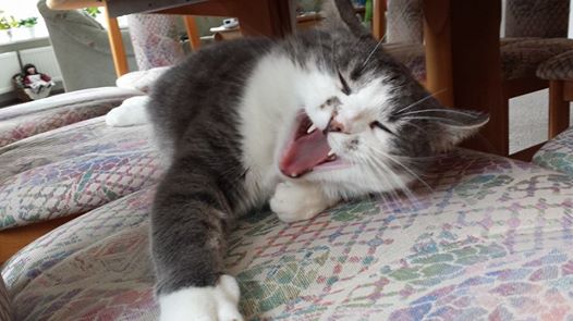 1795592 3890956928754 218182061 n