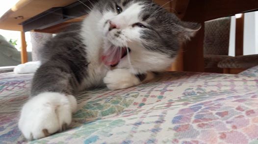 1798640 3890955928729 602563936 n