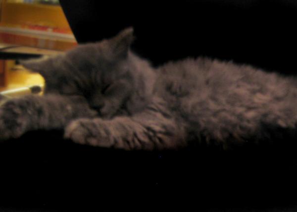 18 Wochen, Bolle, 1,5 kilo