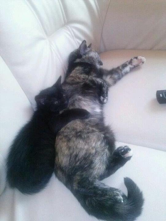 184418 474660509216265 65410987 n