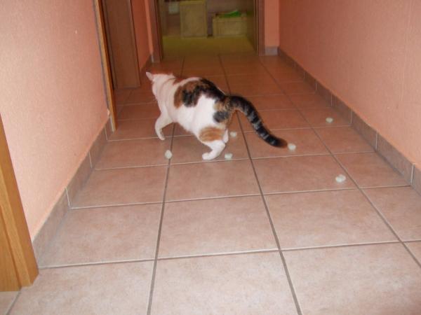 1a Katzenspielzeug...bei Ebay im praktischen 20.000er Vorratspack