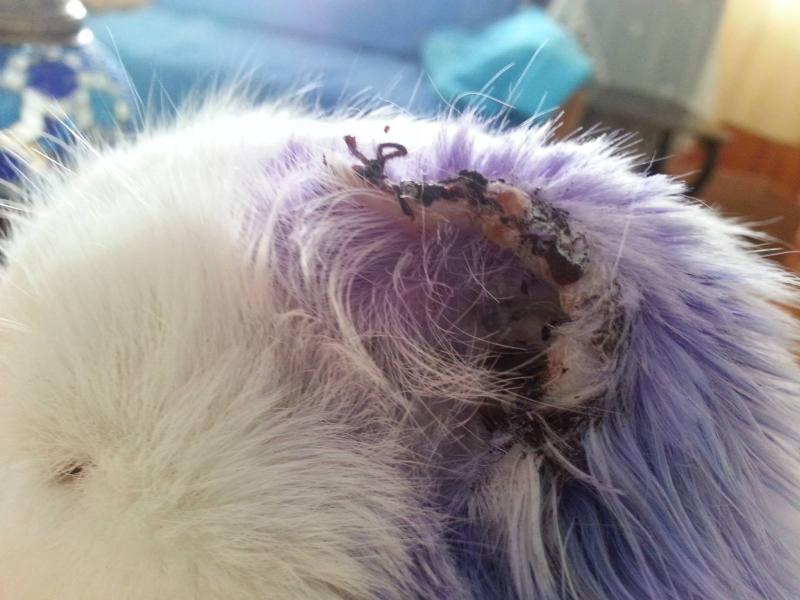 2. OP links (Entfernung des halben Ohrs)