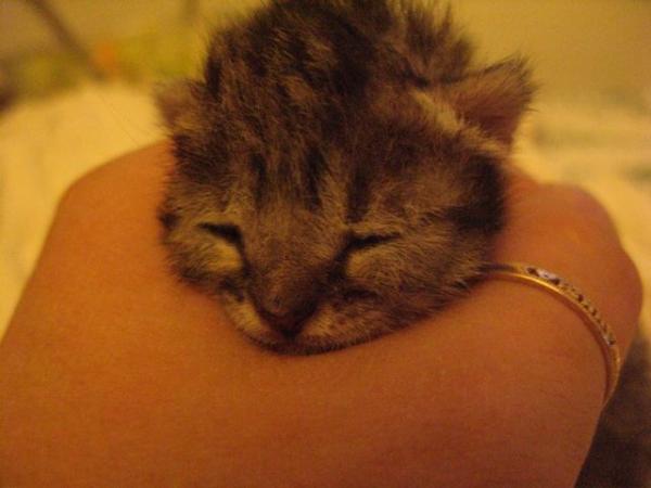 20 tage alt, eingeschlafen in der Hand meines Freundes ;)