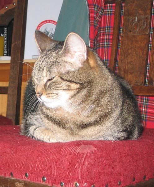 2005 lernte ich meinen Mann UND seine Katze Sina kennen. Ich erkannte sehr schnell, dass hinter ihrer abweisenden und kratzbürstigen Art ein zutiefst verunsichertes Wesen steckte. Bevor mein Mann sie aus dem Tierheim holte, war sie mehrfach "rumgereicht" worden und niemand wußte, was ihr alles widerfahren war. 
Wir zogen samt Katzen zusammen, Moonie ließ Sina gewähren, genauso später Wilma. Mit der Zeit fasste Sina Vertrauen zu mir, sie wurde zugänglicher und gelassener. Mitte 2008 erkrankte sie an Gebärmutter-Krebs, es folgten TA-Termine, die entsprechenden Behandlungen. Februar 2009 ging es ihr so schlecht, der TA riet, sie einschläfern zu lassen und verließ kurz den Behandlungsraum... Sie weiterhin leiden lassen? Nein. Wir diskutierten und währenddessen "kroch" Sina immer näher zu mir, fast so, als ob sie auf meinen Arm wollte. Ich konnte es nicht ertragen, bat meinen Mann, bis zuletzt bei ihr zu bleiben und verließ fluchtartig die Praxis. Saß weinend im Auto, als er mit der toten Sina im Korb nachkam. Wir haben sehr lange um diese ganz besondere Katze geweint.