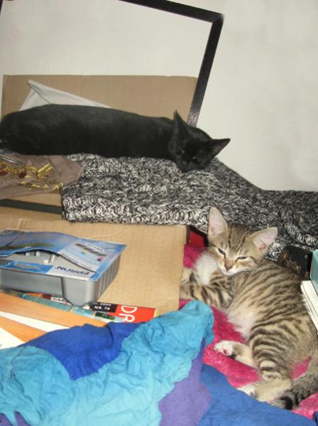 22. September 2009 - Tino und Simba: nicht gerade dicke Freunde :-(