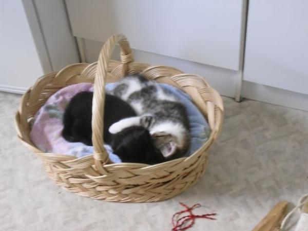 24.5..2010 bruder kuscheln