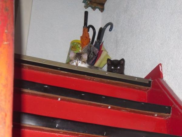 25.5.2010 ohne worte1