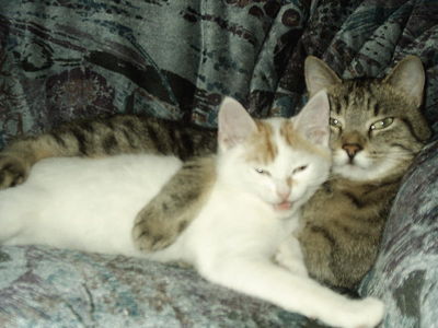 400 3466396334383537