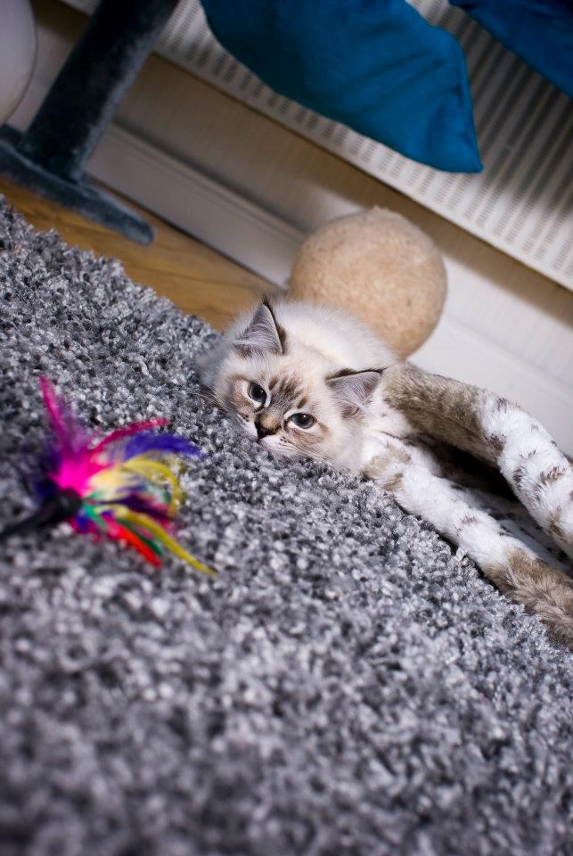 528043 377296332307954 1625719406 n