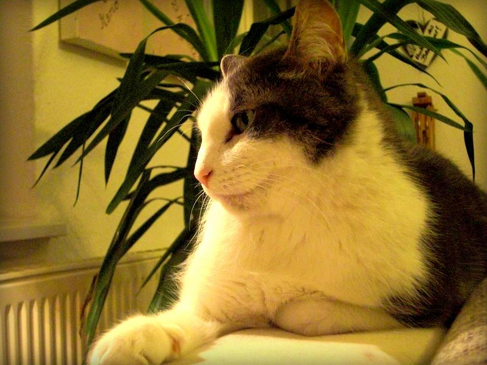 533617 4031112102811 1334912277 n