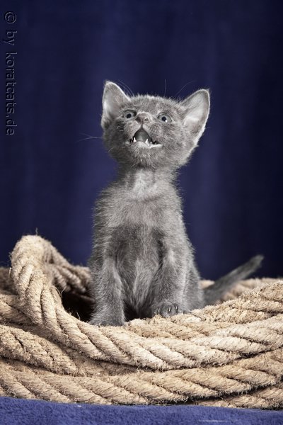 6 wochen altes Kitten