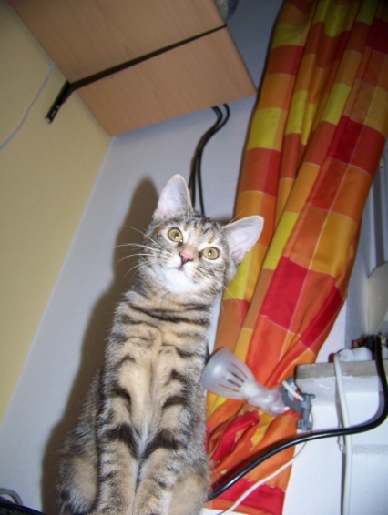 Abby auf meinem Laptop