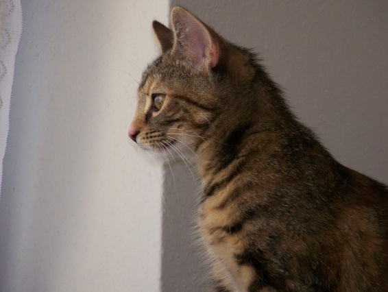 Abby guckt aus dem Fenster