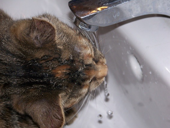 Abby im Waschbecken 2