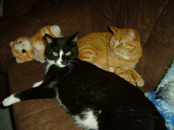 Aber auf dem Sofa breit machen ist auch schön!