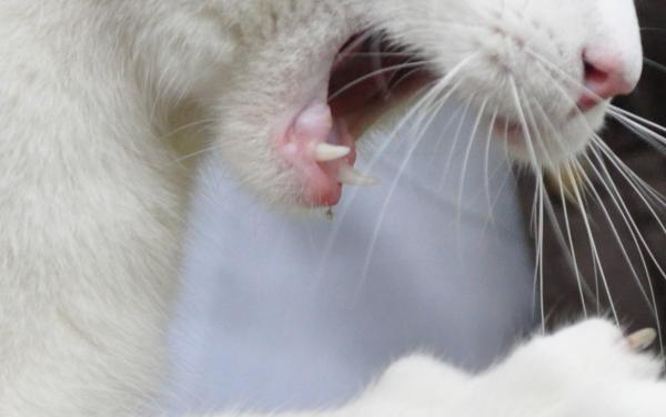 AKF 1405 bienenstachel