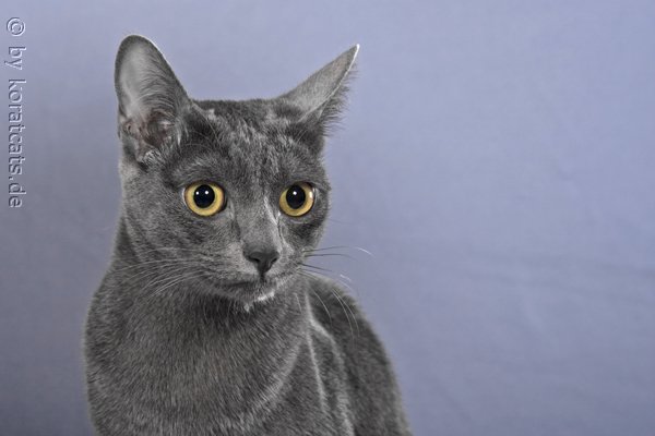 Akina Ban Saraphi 

Oder auch Sissi mein ziegenbärtchen