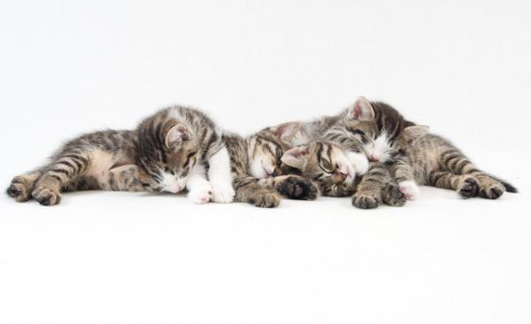 alle 4
photographed by Pascal Bovet (http://www.pascalbovet.com/)