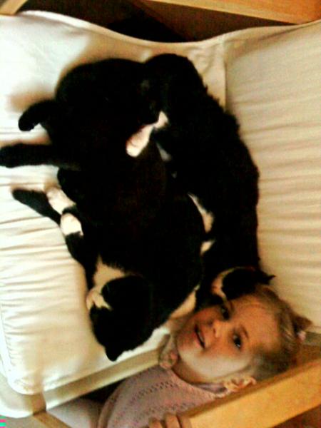 Alle drei Katzen mit meiner Nichte Emily