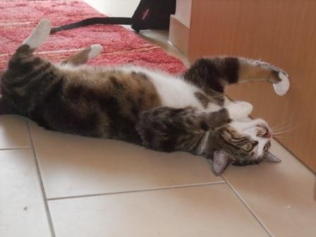 alle viere von sich gestreckt - LUI - wie lange müssen wir noch auf Dich warten ?! ..wo bist du nur?? :````-((