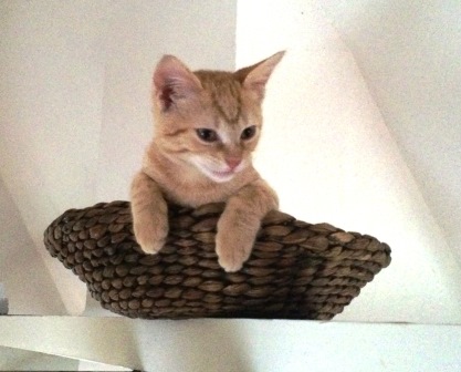 Alles im Blick. PaulchenPanther in seinem Ausguck.