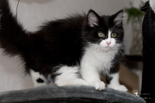 Ally:"Kann ich den Sprung wagen?"