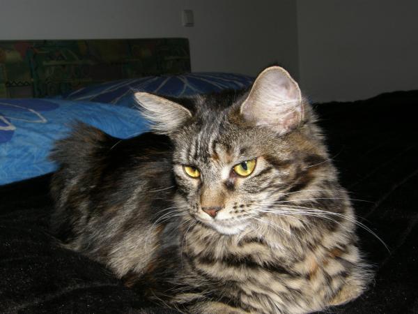 Am Anfang waren es Penny...