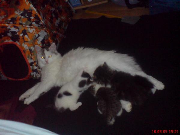 Amanda ist schon ganz schön gestresst