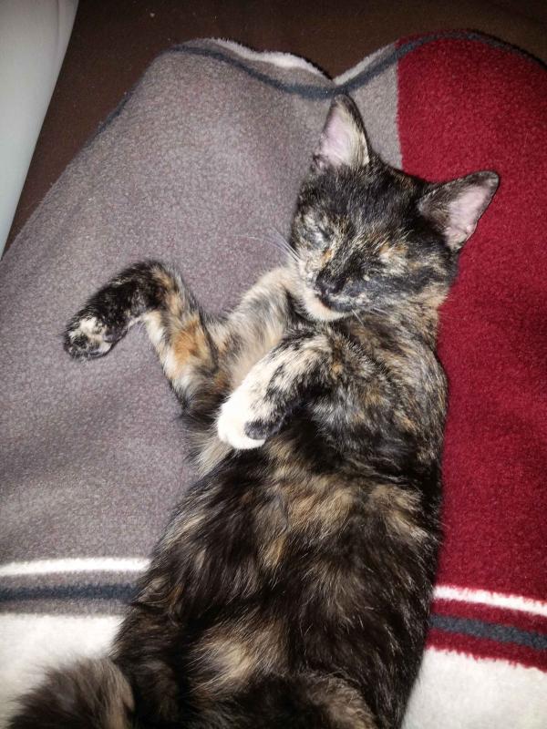 Amy, vor Ultraschall