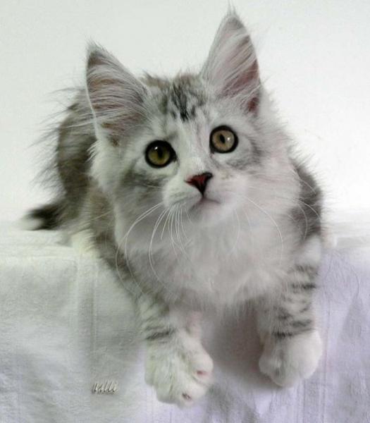 Angel mit 14 Wochen
(c) Ulli