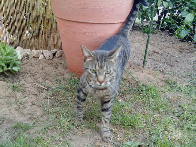 Anton stakst ein bischen unbeholfen durch den Garten