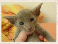 Aramis %282%29 200x151