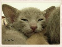 Arielle %282%29 200x152