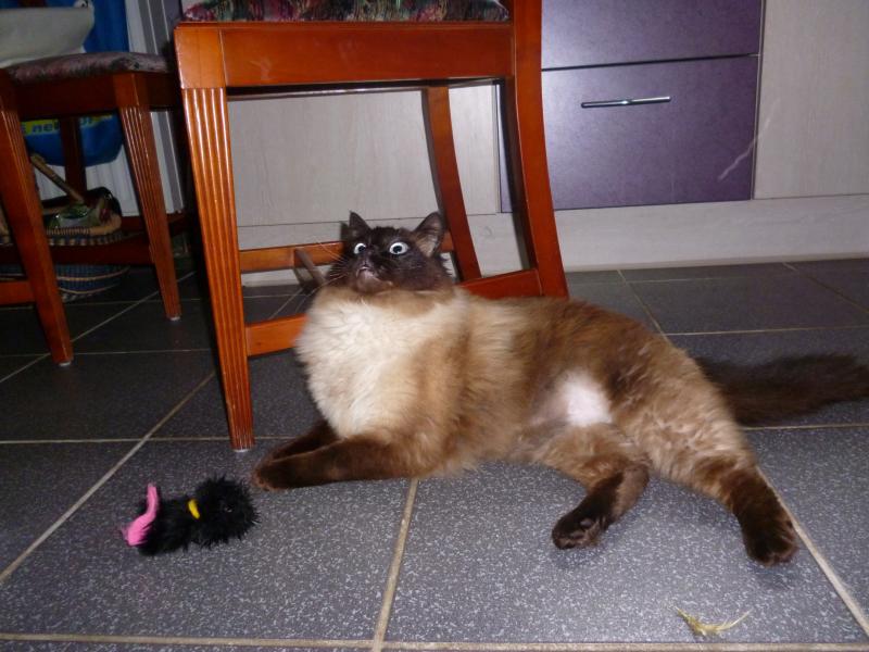 Armani auch Mister-Neugierig genannt.