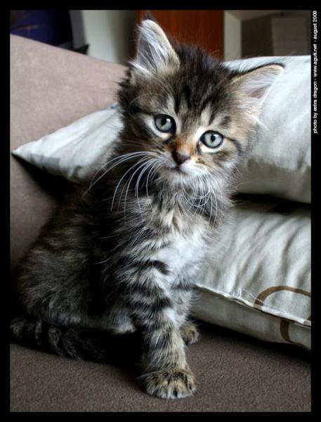 Artas, leider etwas unscharf...