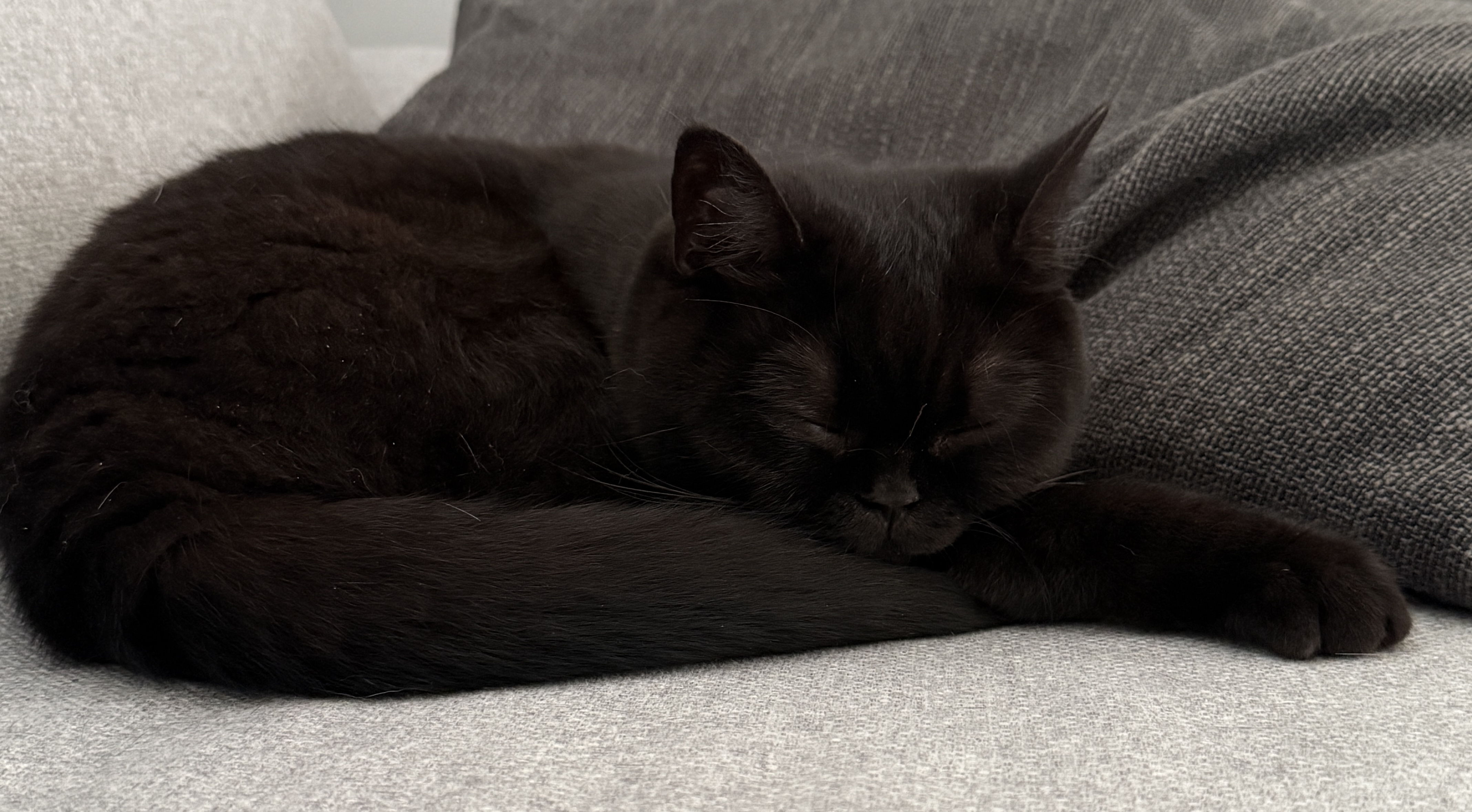 Ashley von Hettenberg